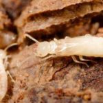 termiti[1]
